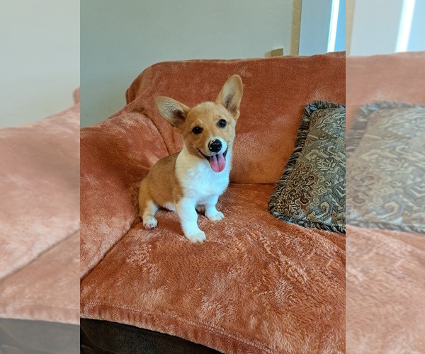 Medium Photo #8 Pembroke Welsh Corgi Puppy For Sale in SHILOH, OH, USA