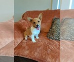 Small #7 Pembroke Welsh Corgi