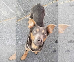 Greysie - Male Chihuahua-Labrador Retriever Mix Dog for Adoption - Photo #2