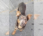 Small #1 Chihuahua-Labrador Retriever Mix