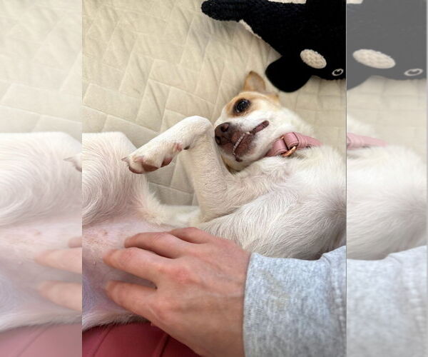 Medium Photo #5 Chihuahua-Unknown Mix Puppy For Sale in Escondido, CA, USA