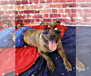 American Pit Bull Terrier Dogs for adoption in DuQuoin, IL, USA