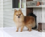 Small Photo #2 Pomeranian Puppy For Sale in MILLERSBURG, OH, USA