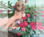 Puppy 7 Cardigan Welsh Corgi-Dachshund Mix