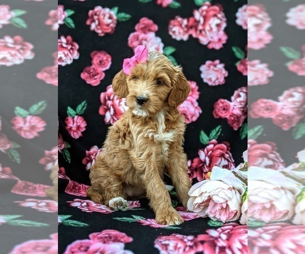 Medium Photo #3 Goldendoodle Puppy For Sale in QUARRYVILLE, PA, USA