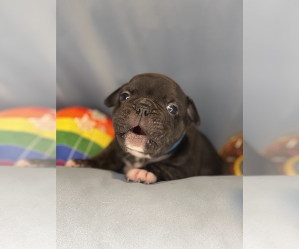 Medium Photo #34 Faux Frenchbo Bulldog Puppy For Sale in HOODSPORT, WA, USA
