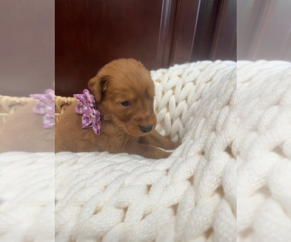 Medium Photo #17 Golden Retriever Puppy For Sale in AUMSVILLE, OR, USA
