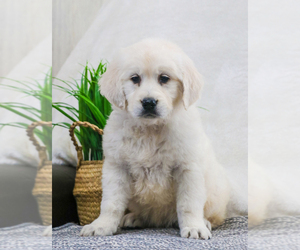 English Cream Golden Retriever Puppy for sale in SYRACUSE, IN, USA
