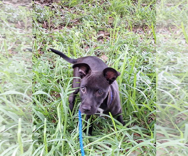 Medium Photo #2 Dachshund-Unknown Mix Puppy For Sale in Missouri City, TX, USA