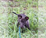 Small #1 Dachshund Mix