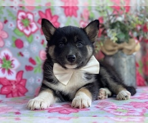 Border Collie-Pomsky Mix Puppy for sale in LANCASTER, PA, USA