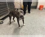 Small American Pit Bull Terrier