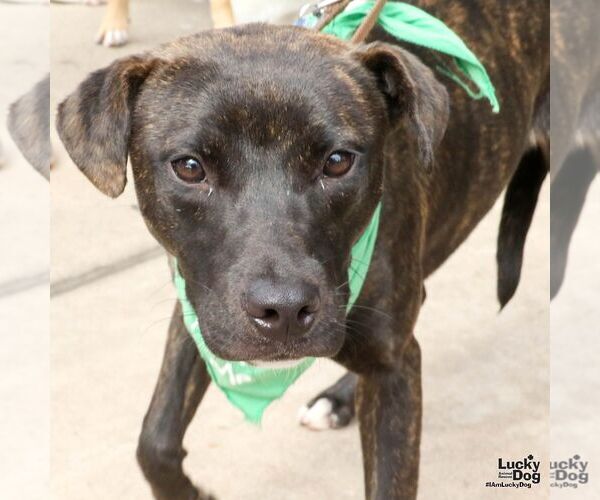 Medium Photo #5 Labrador Retriever-Unknown Mix Puppy For Sale in Washington, DC, USA