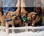 Small Photo #13 Goldendoodle Puppy For Sale in TIMBERLAKE, NC, USA