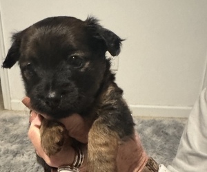 Chihuahua-Chiweenie Mix Puppy for Sale in MURFREESBORO, Tennessee USA