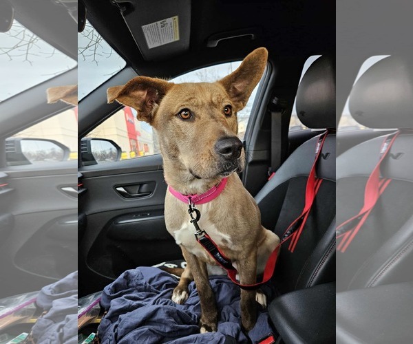 Medium Photo #1 Mutt Puppy For Sale in Woodbury, NY, USA