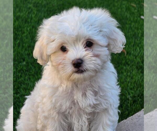 Medium Photo #1 Maltipoo (Miniature) Puppy For Sale in San Diego, CA, USA