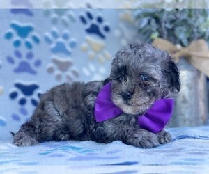 Poodle (Toy) Puppy for sale in LANCASTER, PA, USA