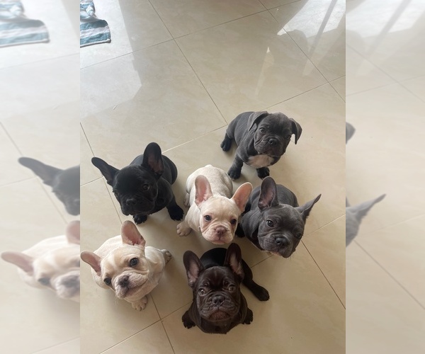 Medium Photo #1 French Bulldog Puppy For Sale in CHULA VISTA, CA, USA