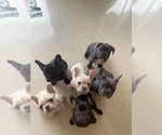 Small French Bulldog