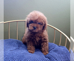 Small #1 Poodle (Toy)