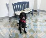 Small Labradoodle