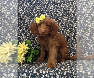 Goldendoodle (Miniature) Puppy for sale in NOTTINGHAM, PA, USA