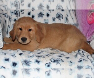 Golden Retriever Puppy for sale in BLOOMINGTON, IN, USA