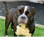 Small #1 Pug Mix