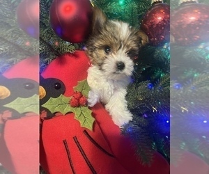 Yorkshire Terrier Puppy for sale in FORT WORTH, TX, USA