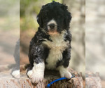 Small Photo #2 Bernedoodle Puppy For Sale in LAKE LURE, NC, USA