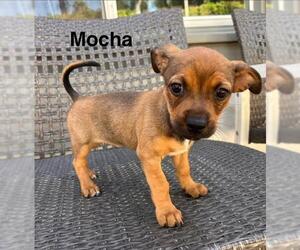 Chiweenie Dogs for adoption in Los Angeles, CA, USA