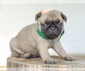 Pug Puppy for sale in LIBERTY, KY, USA