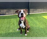 BONES - Female Mutt Dog for Adoption - Small photo