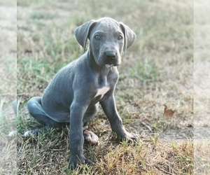 Great Dane Puppy for sale in RAEFORD, NC, USA