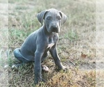 Small Photo #1 Great Dane Puppy For Sale in RAEFORD, NC, USA