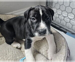 Labrador Retriever Dogs for adoption in The Woodlands, TX, USA