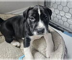 Small Labrador Retriever