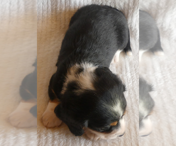 Medium Photo #7 Dachshund Puppy For Sale in FAIRBANK, IA, USA