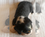Small Photo #7 Dachshund Puppy For Sale in FAIRBANK, IA, USA