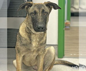 German Shepherd Dog-Unknown Mix Dogs for adoption in Washington, DC, USA