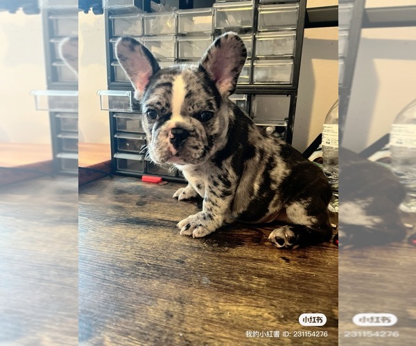 Medium Photo #8 French Bulldog Puppy For Sale in CLEVELAND, NC, USA