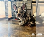 Small #7 French Bulldog