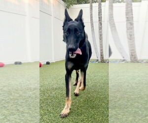 Mutt Dogs for adoption in Pompano Beach , FL, USA