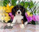 Image preview for Ad Listing. Nickname: Josie