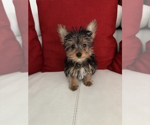 Yorkshire Terrier Puppy for sale in CLEWISTON, FL, USA