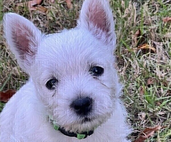 Medium Photo #9 West Highland White Terrier Puppy For Sale in PHOENIX, AZ, USA