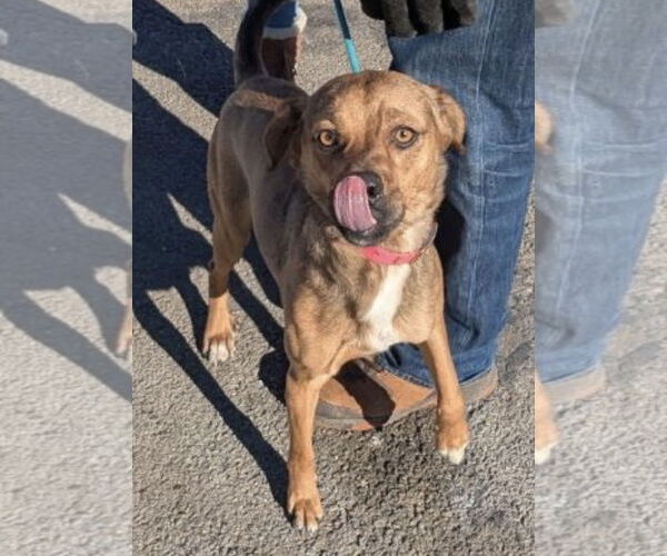 Medium Photo #3 Beagle Puppy For Sale in Mt. Laurel, NJ, USA