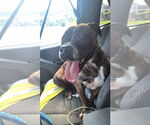 Small #2 American Pit Bull Terrier