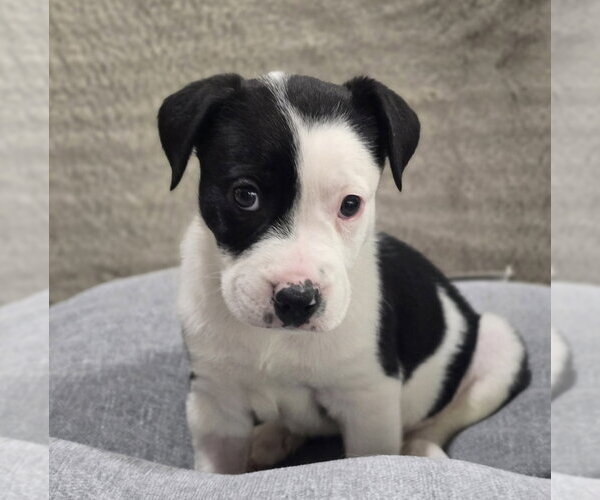 Medium Photo #5 Bulldog-Unknown Mix Puppy For Sale in Lakewood, CO, USA